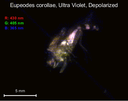 Ultra violet goniometry image of a fly. Photo. 