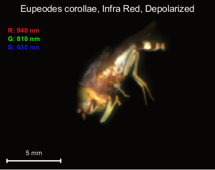 Infra red goniometry image of a fly. Photo. 